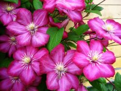 clematis