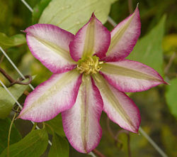 klematis