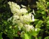 gortensiy metelchataj, Hydrangea-paniculata