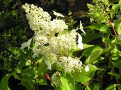 gortensiy metelchataj, Hydrangea-paniculata