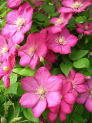 klematis