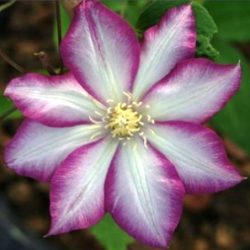 klematis