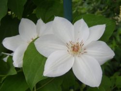 Clematis 'Mrs George Jackman'