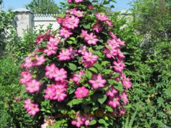 clematis ville de lion