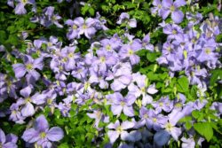 Clematis-Blue-Angel