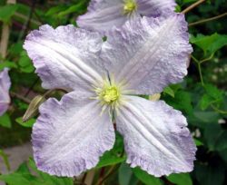 Cltmatis Blue Angel