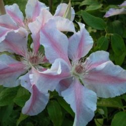 Clematis Sakala
